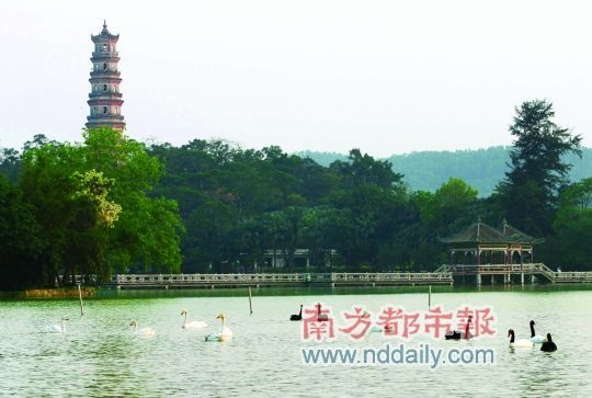 惠州西湖在惠州是“城在水中，水在城中”。這里景色優(yōu)美，是個(gè)談情說(shuō)愛(ài)的好地方。南都記者田飛攝