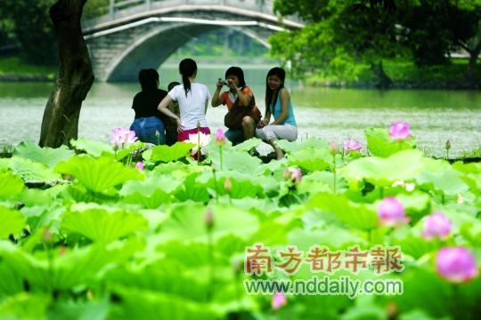 一到夏天，惠州西湖里的荷花便開了。陳偉斌 攝